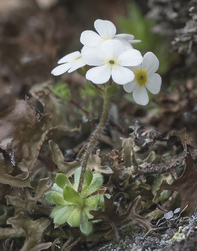 Image of Androsace lehmanniana specimen.