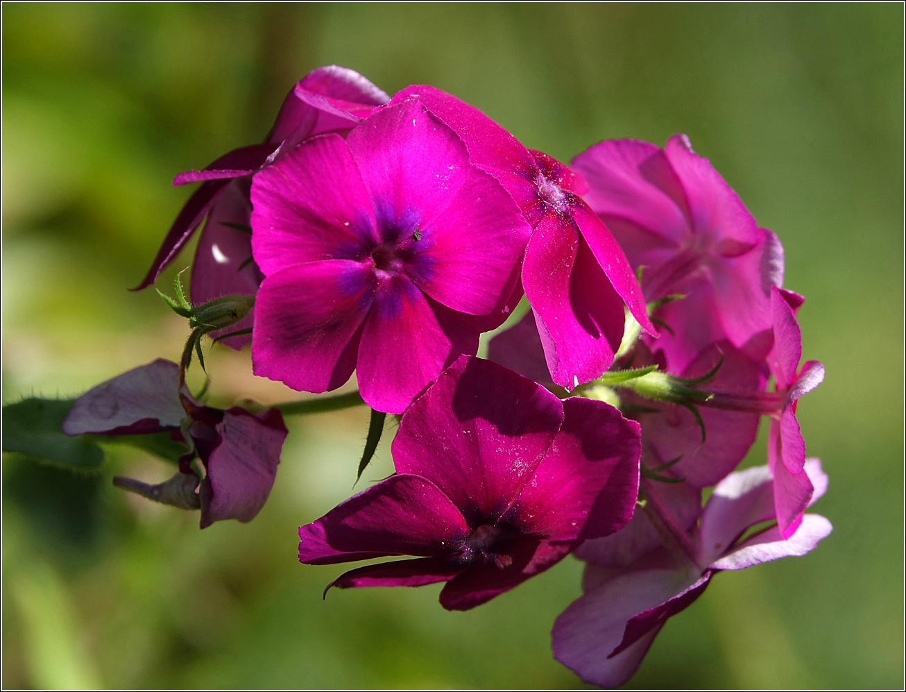 Изображение особи Phlox drummondii.