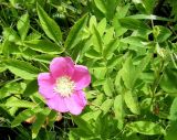 Rosa davurica