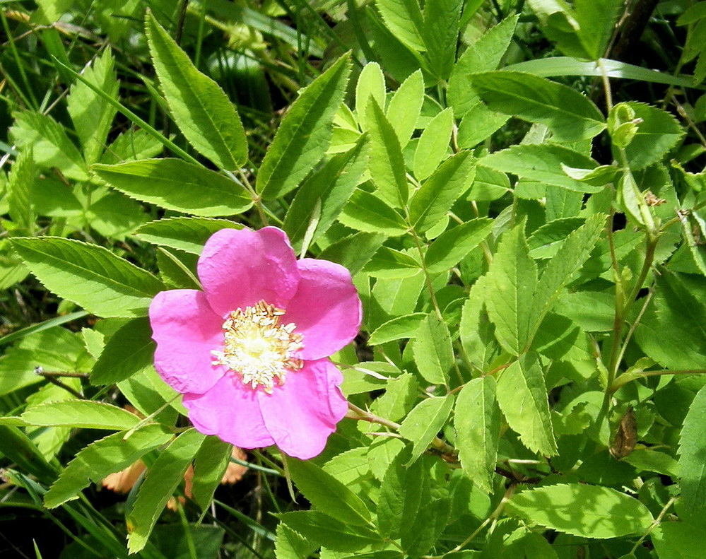 Image of Rosa davurica specimen.