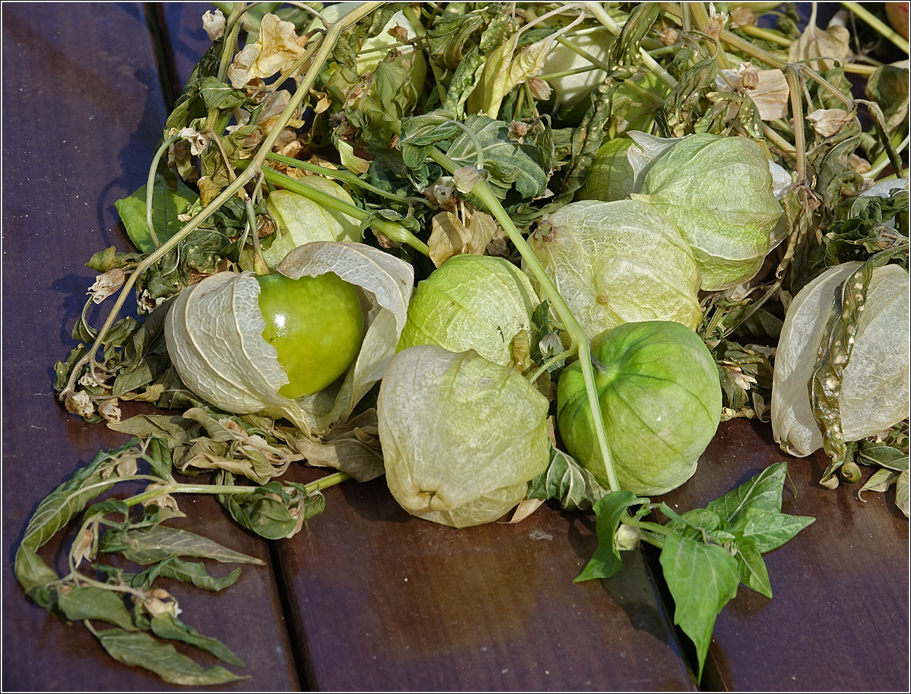 Изображение особи род Physalis.