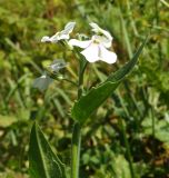 Hesperis voronovii