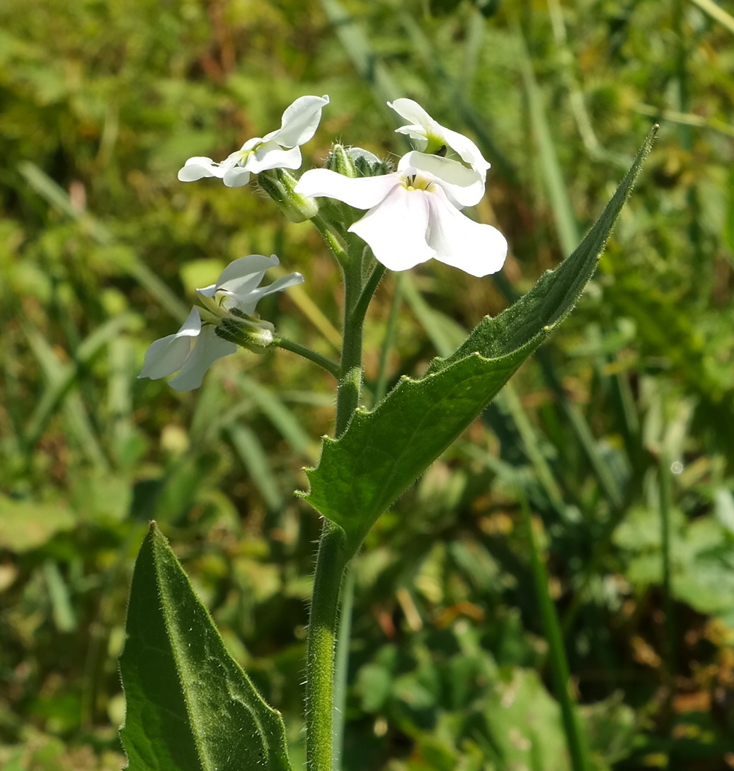 Изображение особи Hesperis voronovii.