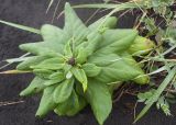 Senecio pseudoarnica. Бутонизирующее растение в сообществе с Lathyrus maritimus и Leymus mollis. Камчатский край, Елизовский р-н, берег Авачинского залива, Халактырский пляж, граница задернованного участка и голого песка. 28.08.2022.