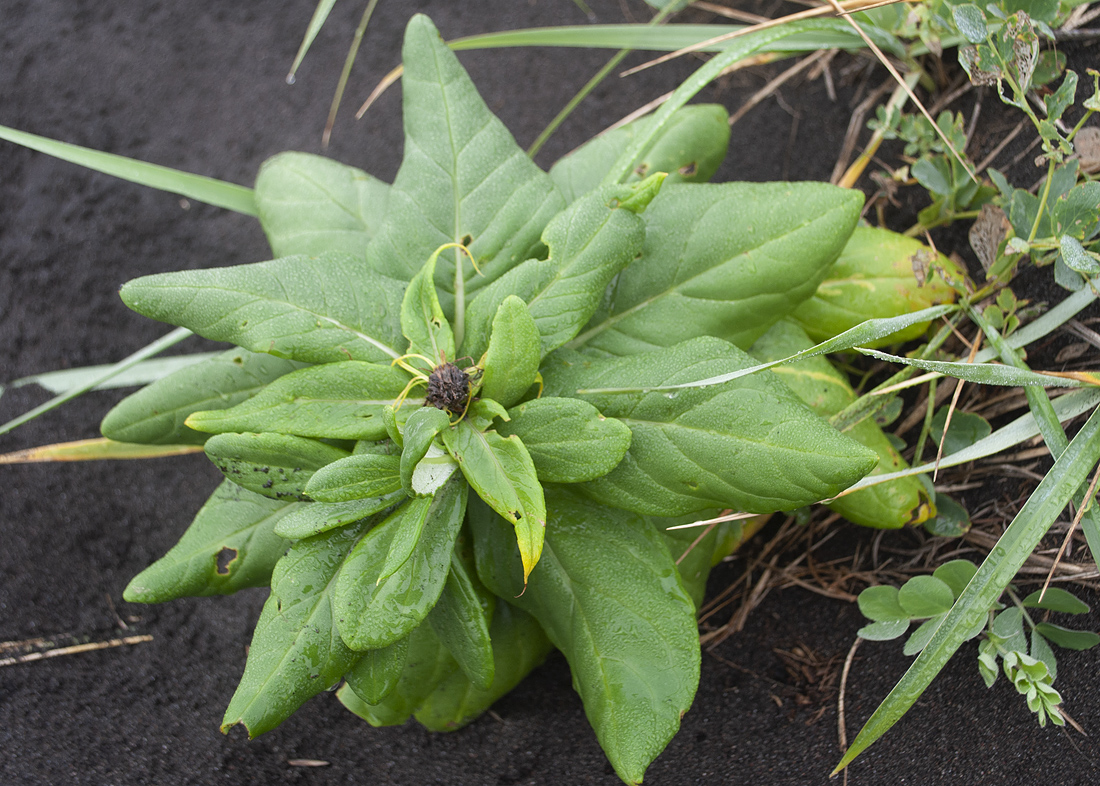 Image of Senecio pseudoarnica specimen.