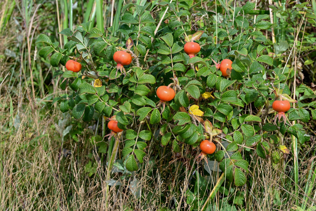 Изображение особи Rosa rugosa.