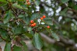 Crataegus dahurica. Верхушка ветви с плодами. Приморье, Хасанский р-н, п-ов Гамова, мыс Гамова, опушка широколиственного леса. 28.08.2015.