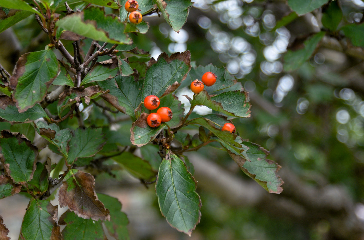 Изображение особи Crataegus dahurica.