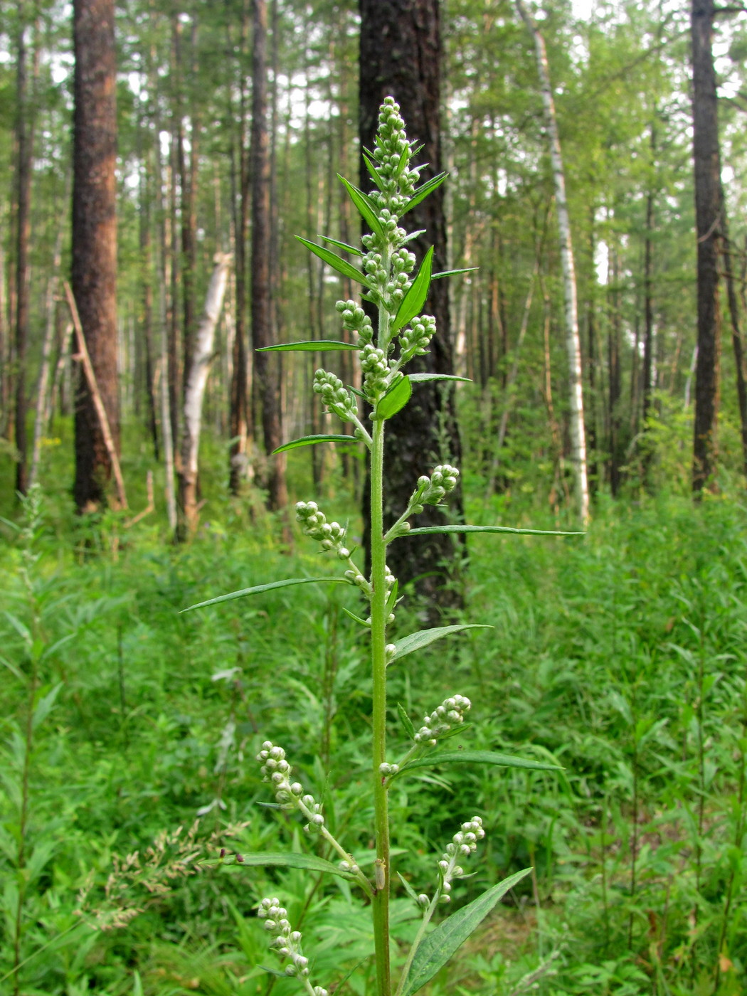 Image of Artemisia integrifolia specimen.