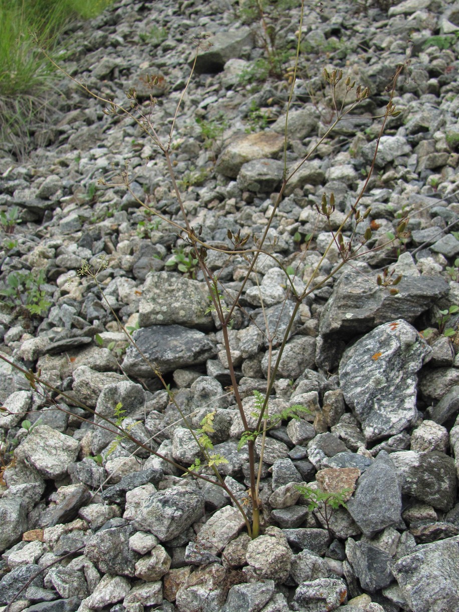 Image of Anthriscus ruprechtii specimen.