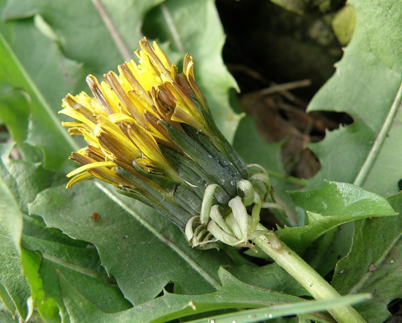 Image of Taraxacum ostenfeldii specimen.