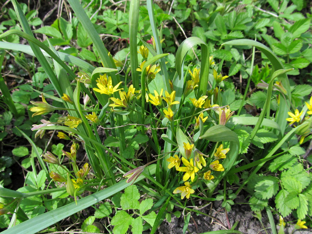 Image of Gagea lutea specimen.