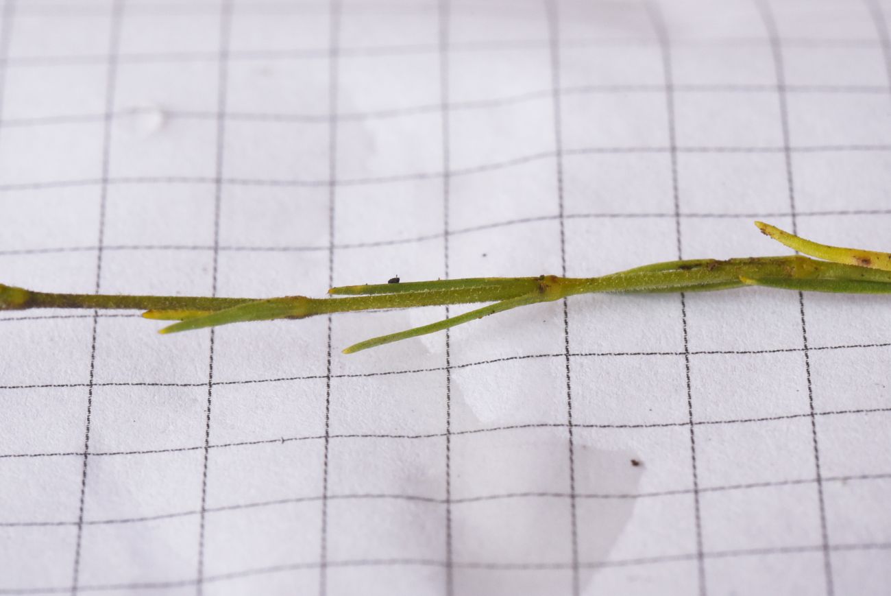 Image of Minuartia circassica specimen.