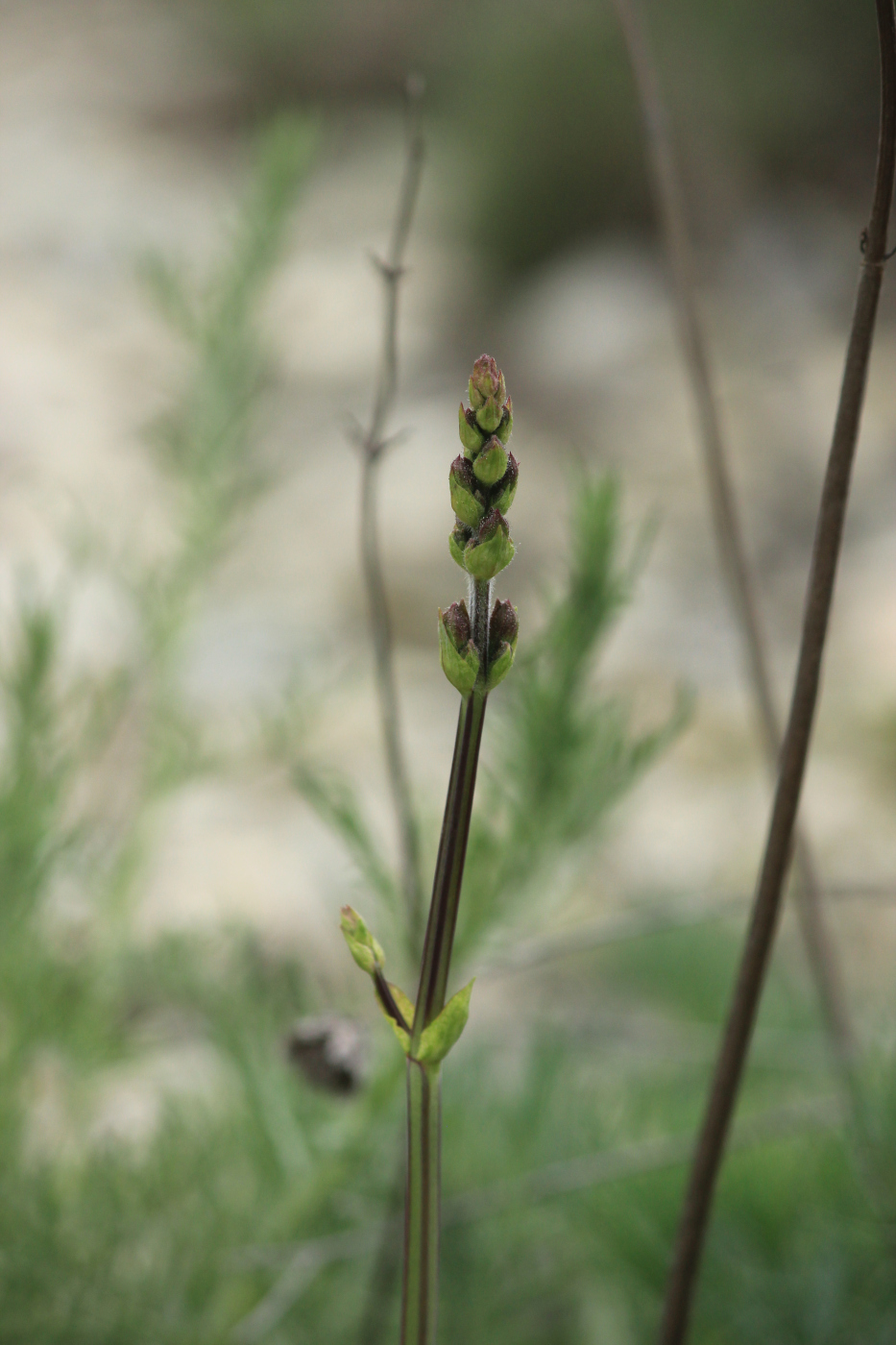 Изображение особи Salvia ringens.