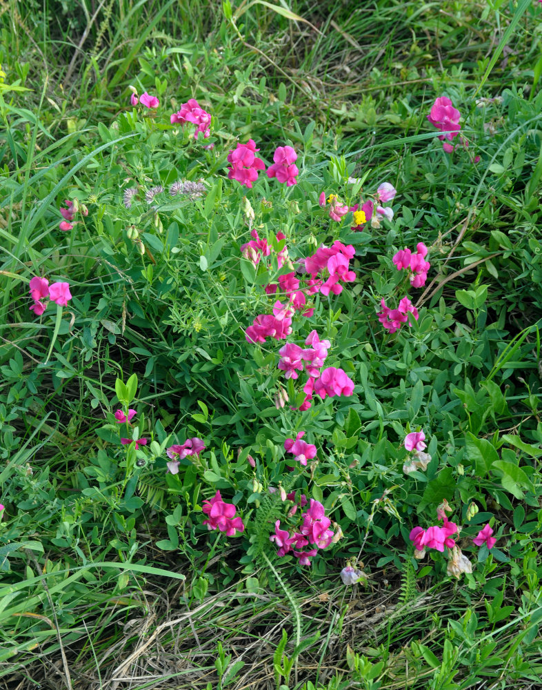 Image of Lathyrus tuberosus specimen.