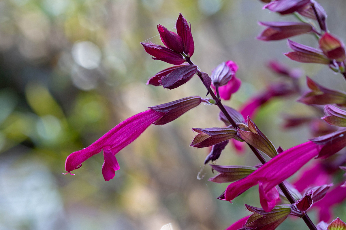 Изображение особи род Salvia.