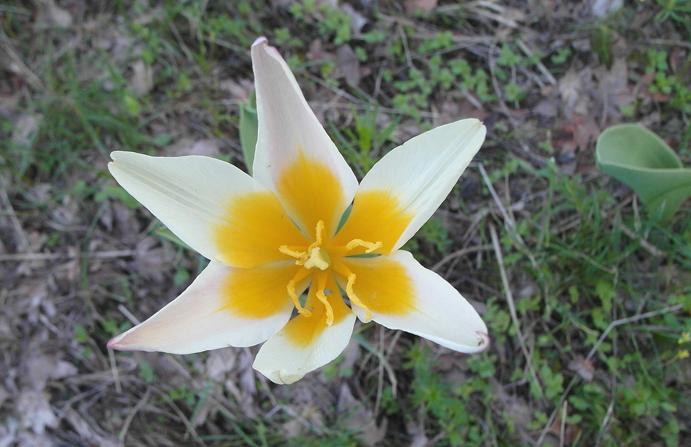 Изображение особи Tulipa berkariensis.