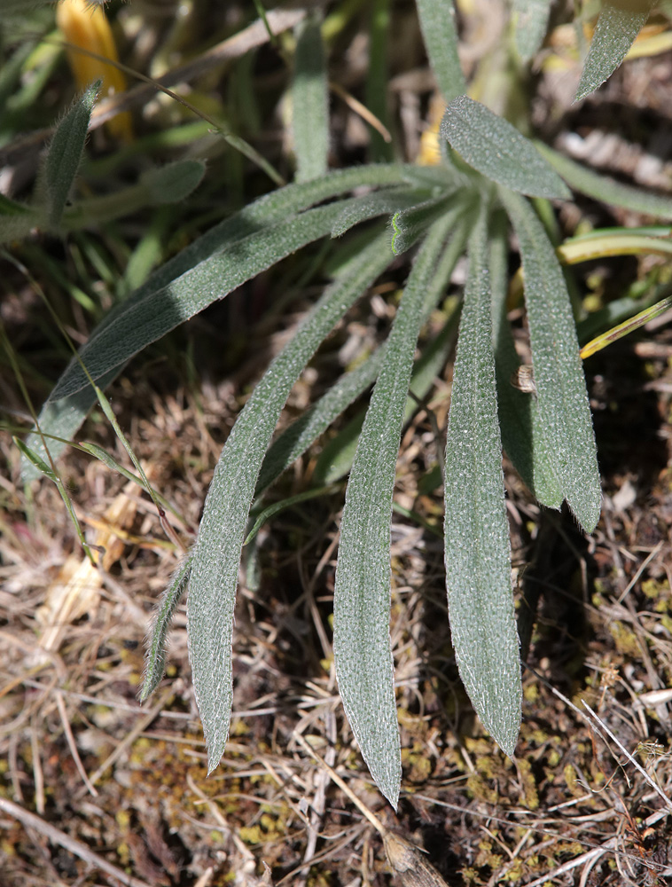 Image of Onosma taurica specimen.