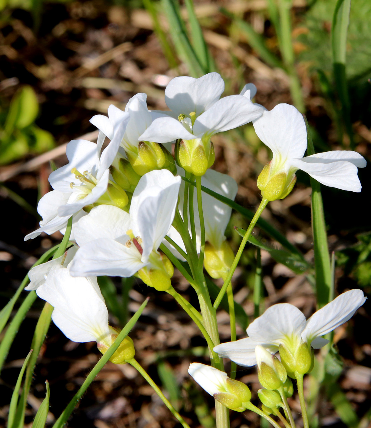 Изображение особи Cardamine pratensis.