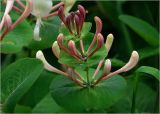Lonicera caprifolium. Верхушка побега с бутонизирующими соцветиями. Московская обл., Раменский р-н, окр. дер. Хрипань, садовый участок. 31.05.2023.