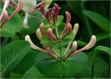 Lonicera caprifolium