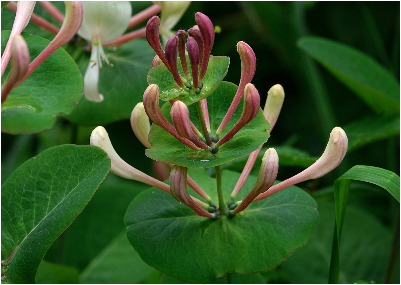 Изображение особи Lonicera caprifolium.