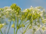 Anthriscus sylvestris variety nemorosa. Часть соцветия с незрелыми плодами. Адыгея, Кавказский биосферный заповедник, ур. Яворова Поляна, ≈ 1700 м н.у.м., субальпийский луг. 28.06.2023.