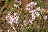 Asperula tenella