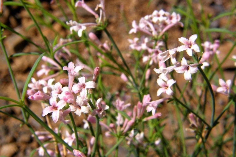 Изображение особи Asperula tenella.