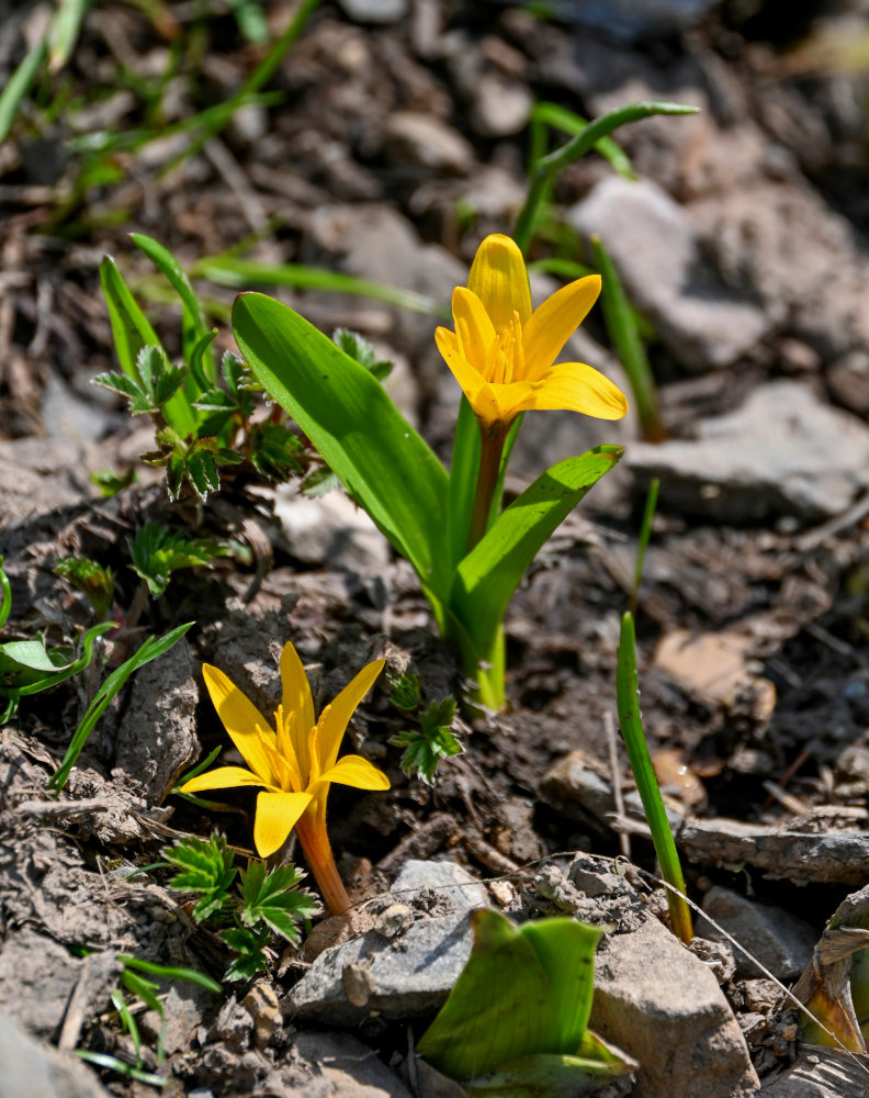 Изображение особи Colchicum luteum.