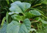Helianthus annuus. Верхушка молодого растения. Московская обл., Раменский р-н, окр. дер. Хрипань, садовый участок. 27.06.2023.