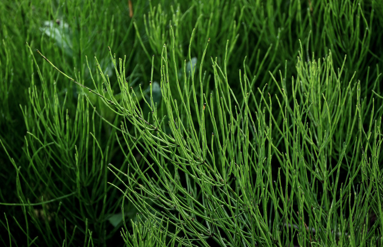 Изображение особи Equisetum arvense.