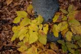 Fagus × taurica. Ветви с листьями в осенней окраске у основания ствола взрослого дерева. Крым, гора Южная Демерджи, буковый лес. 30.10.2021.