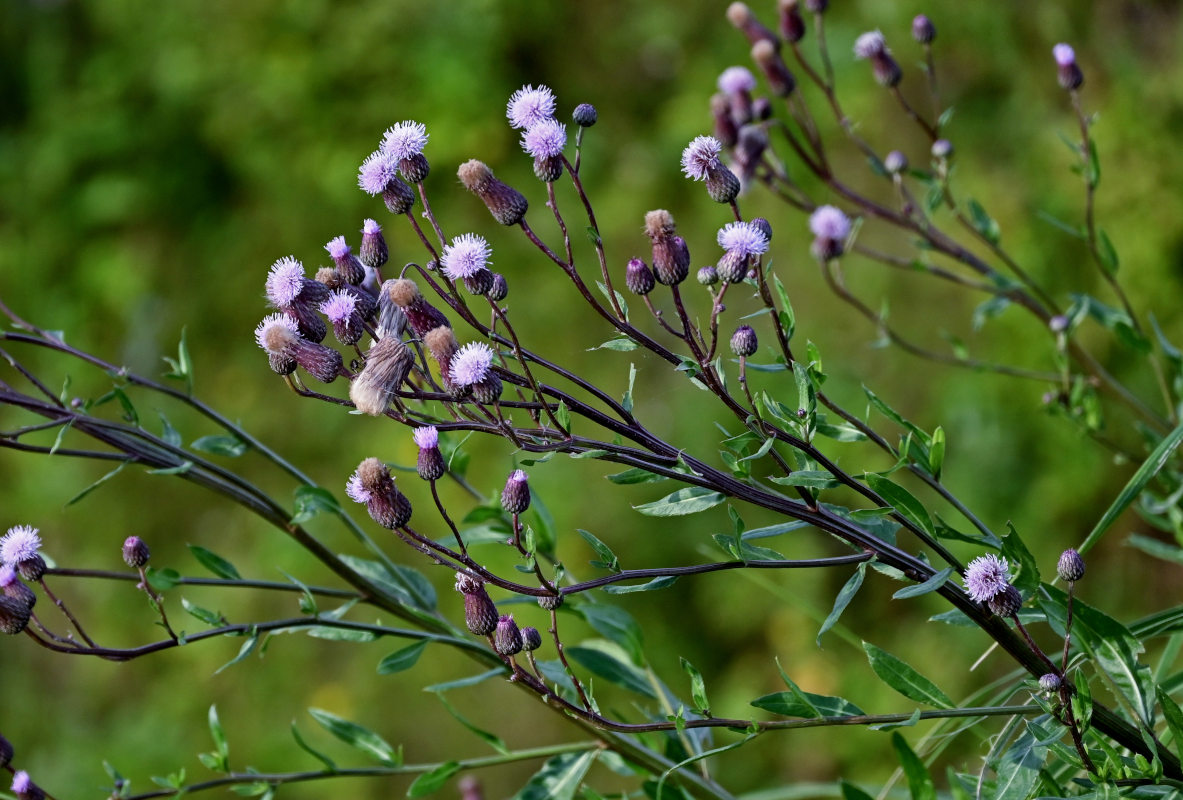Image of Cirsium setosum specimen.