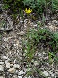 Tragopogon