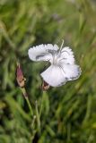 Dianthus cretaceus. Цветок и бутон. Карачаево-Черкесия, Карачаевский р-н, Большой Кавказ, правый борт долины р. Узункол, южный склон горы Чатбаши немногим выше альплагеря \"Узункол\", ≈ 2510 м н.у.м., субальпийский луг. 26.07.2023.