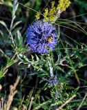 Echinops albotomentosus