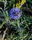 Echinops crispus