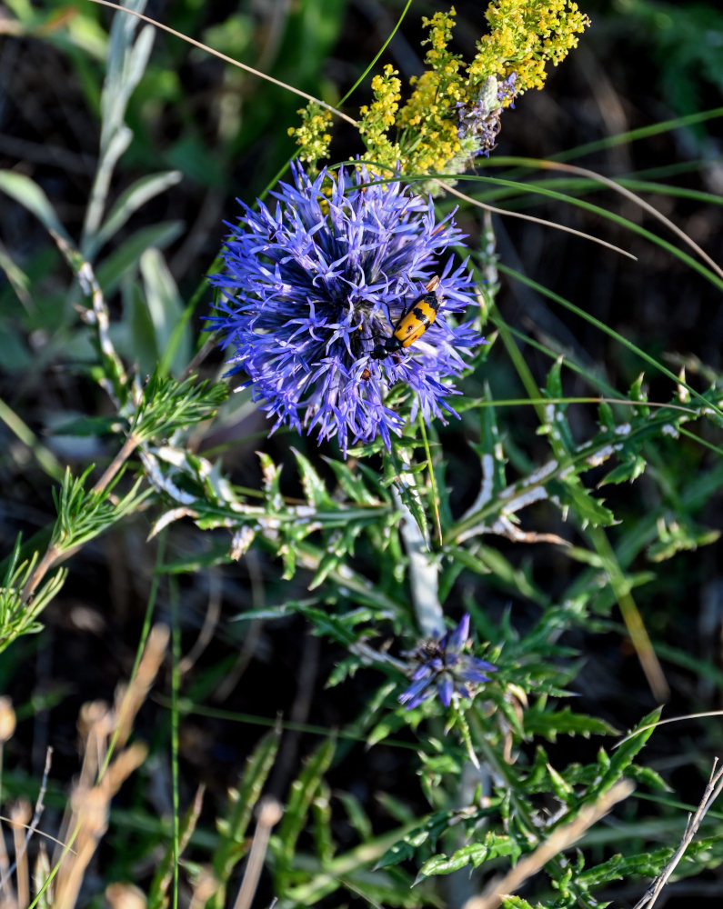 Изображение особи Echinops crispus.