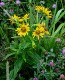 Arnica sachalinensis. Цветущее растение в сообществе с Trifolium pratense и Poaceae. Сахалин, гор. округ Долинский, окр. с. Взморье, приморский луг. 16.08.2022.