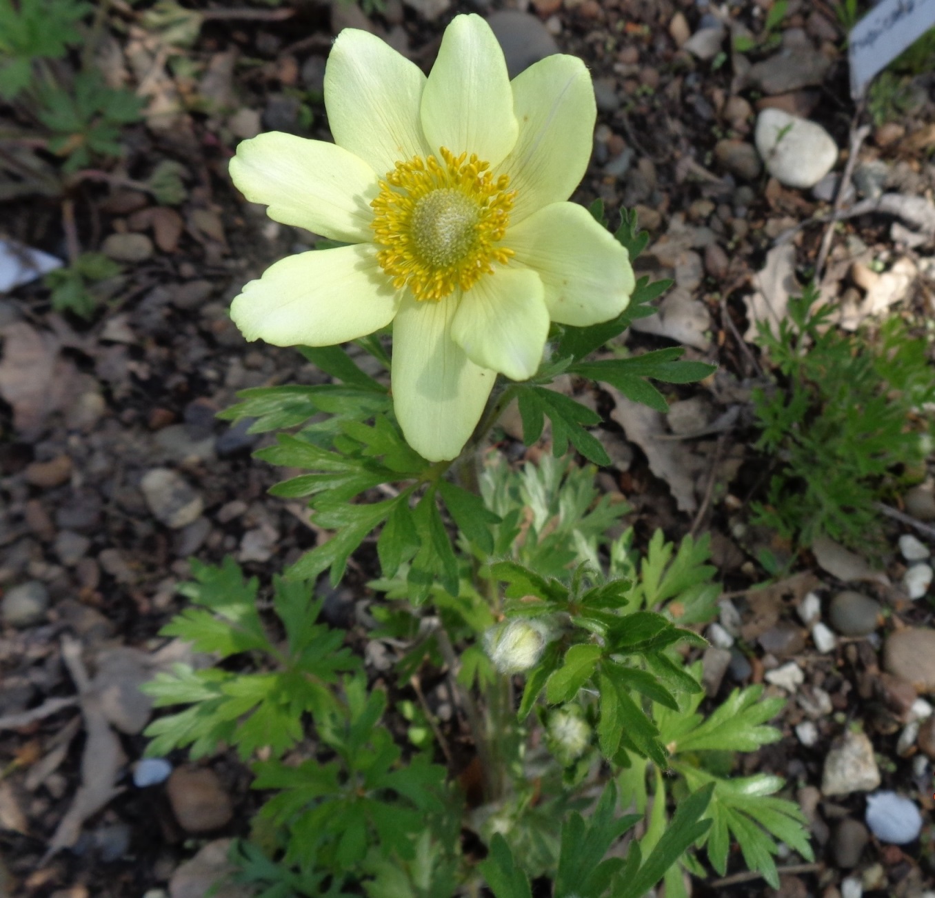 Изображение особи Anemone multifida.