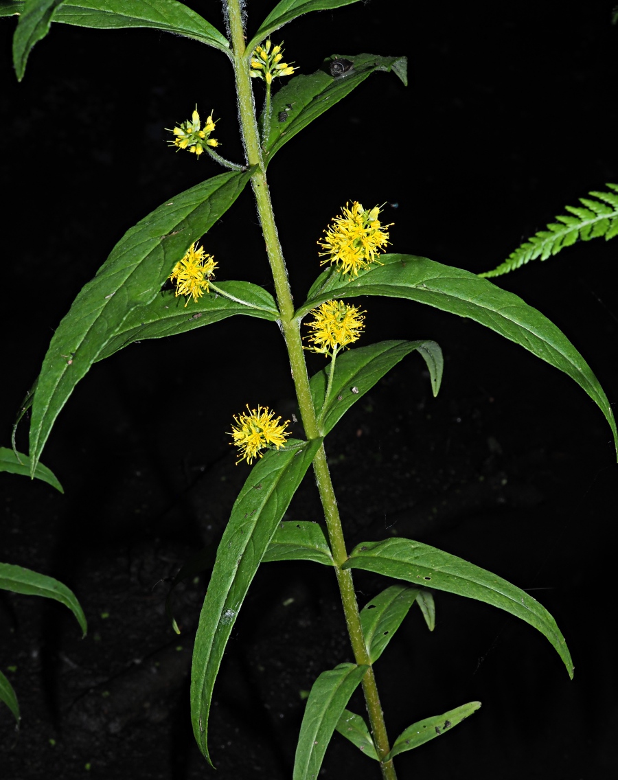 Изображение особи Naumburgia thyrsiflora.