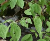 Philadelphus caucasicus