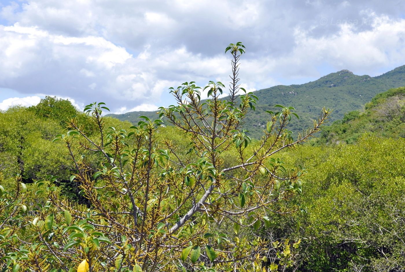 Image of Excoecaria agallocha specimen.