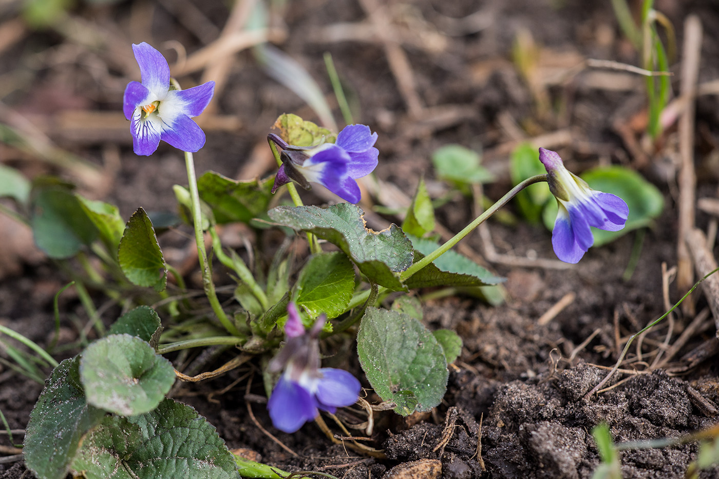 Image of Viola suavis specimen.