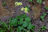 Primula eugeniae