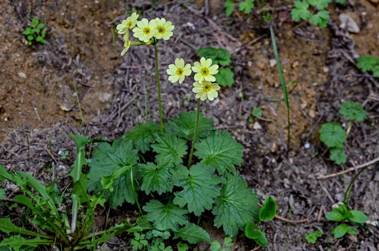 Image of Primula eugeniae specimen.