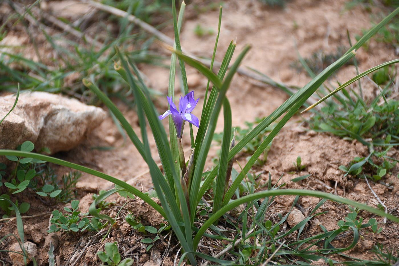 Image of Moraea sisyrinchium specimen.