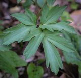 genus Corydalis. Лист. Абхазия, Рицинский реликтовый национальный парк, северный берег оз. Рица, ≈ 900 м н.у.м., старый парк. 13.04.2024.