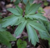 род Corydalis. Лист. Абхазия, Рицинский реликтовый национальный парк, северный берег оз. Рица, ≈ 900 м н.у.м., старый парк. 13.04.2024.